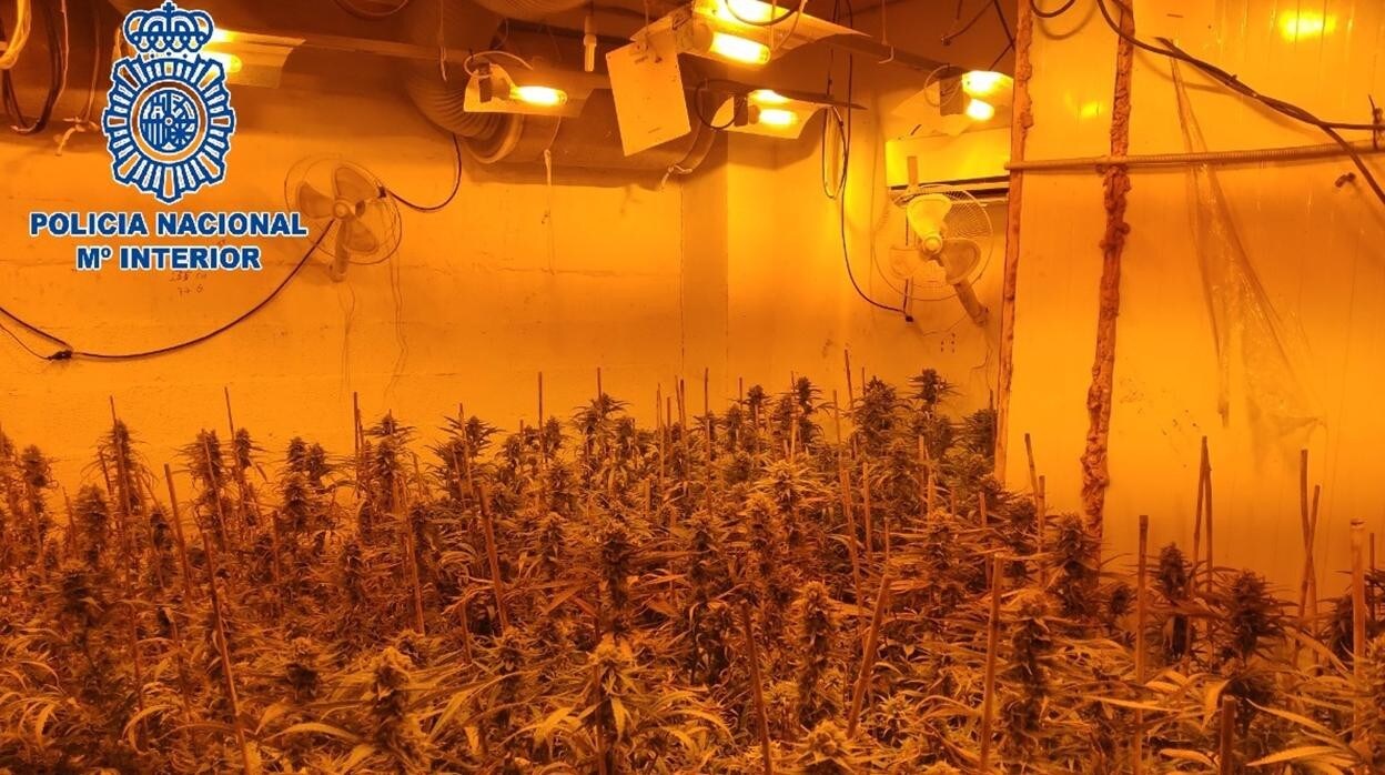 Imagen de la plantación de marihuana en el interior de una nave de El Puerto.