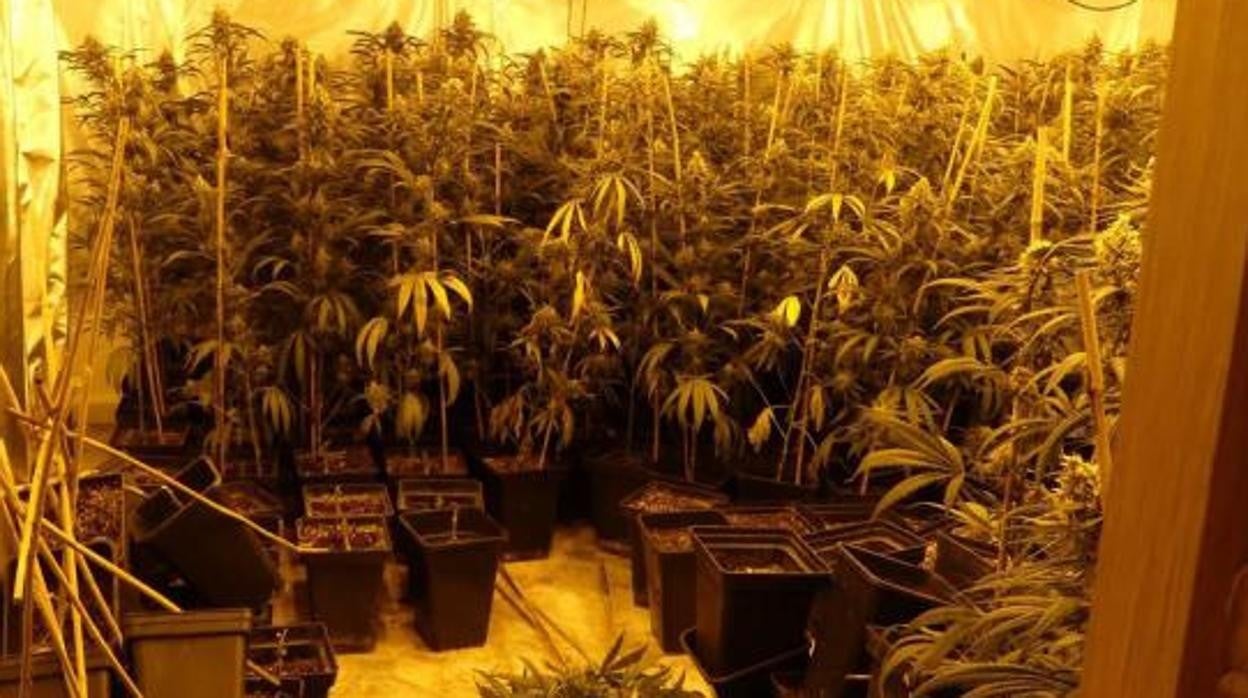 Imagen de archivo de una plantación de marihuana en el interior de una vivienda.