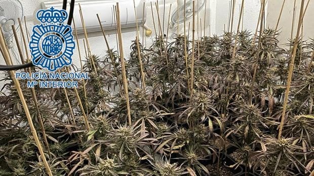 Desmantelan una plantación de marihuana en una unifamiliar de Jerez