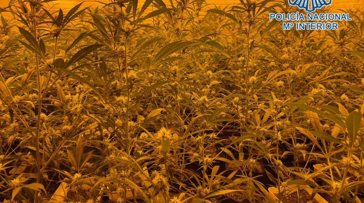 Desarticulado en Jerez un entramado criminal dedicado al cultivo de marihuana en viviendas de protección oficial