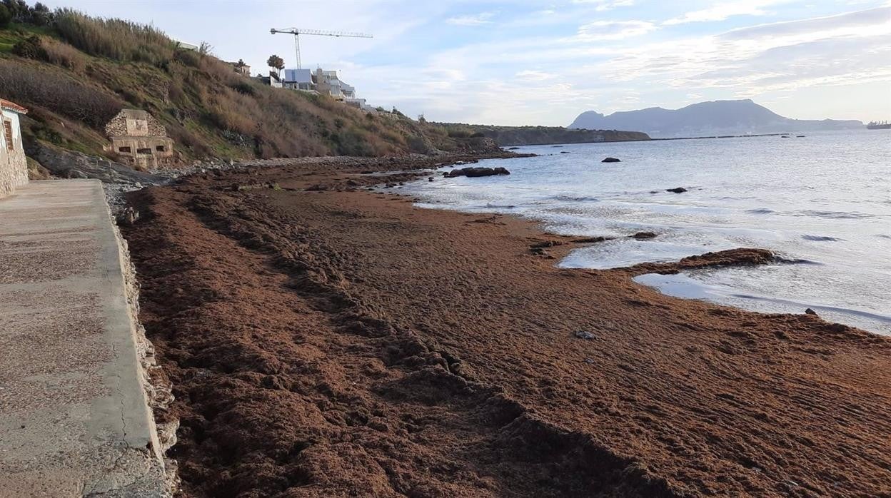 Imagen de la alga asiática en la costa.