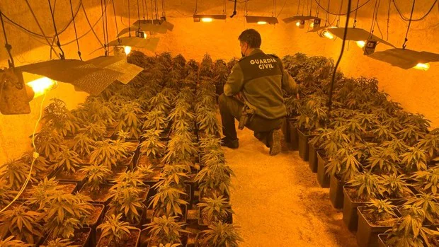 Descubren más de mil plantas de marihuana en el interior de dos casas en Guillena y Las Pajanosas