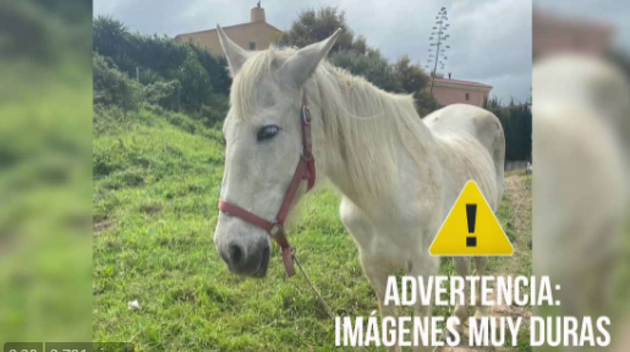 Imágenes del caballo en Algeciras