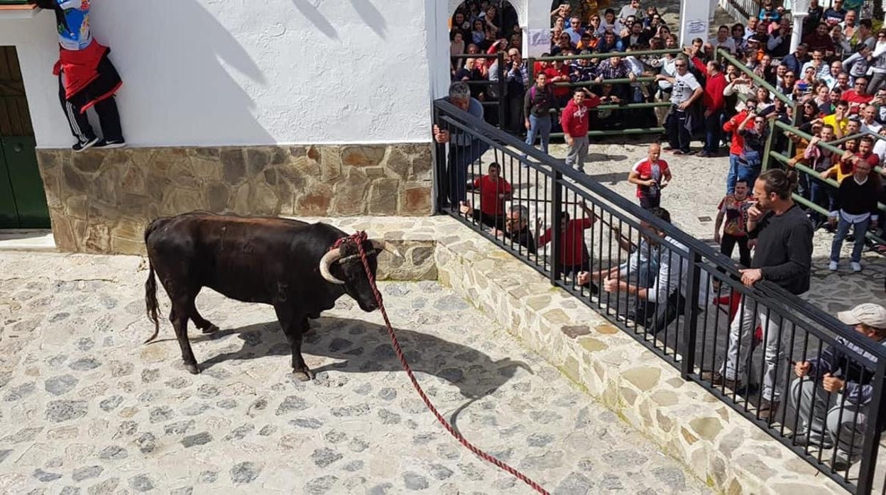 El Toro de Cuerda de Benamahoma vuelve a celebrarse el Domingo de Resurreción