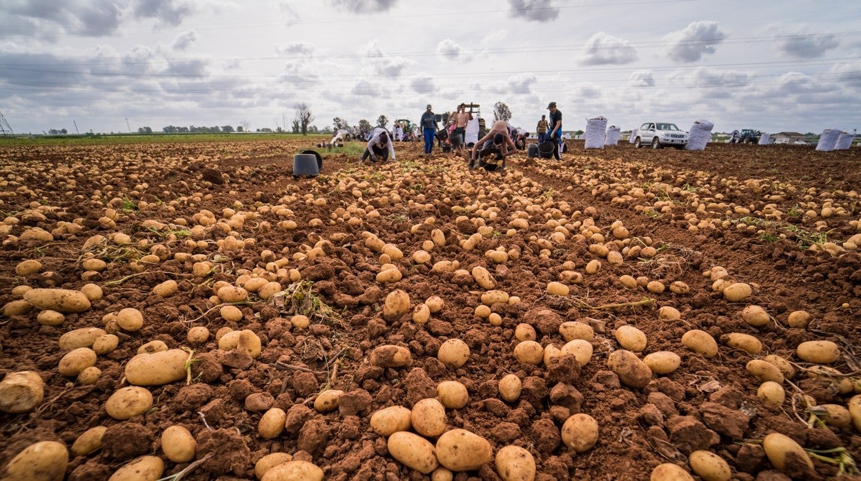Un campo de patatas nuevas en La Rinconada