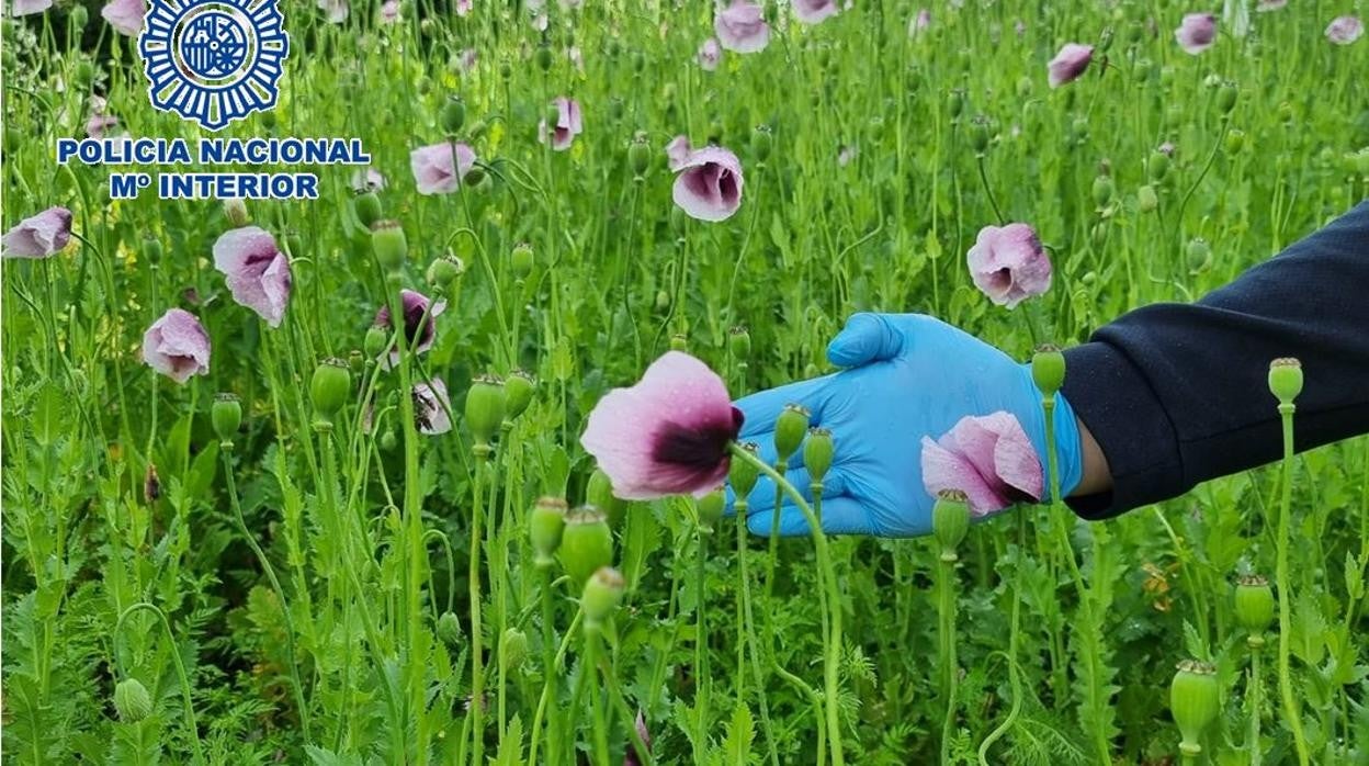 Plantación de Papaver Somniferum intervenida en Algeciras.