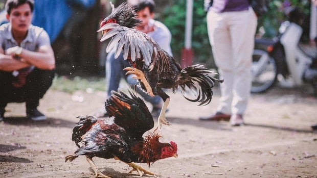 Las denuncias del Pacma logran cancelar un campeonato de peleas de gallos en Chipiona