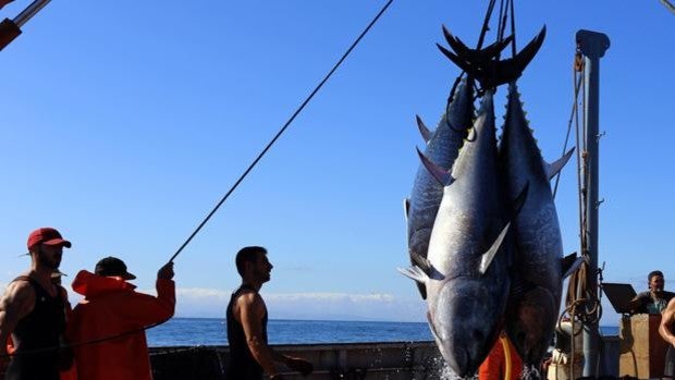 La temporada de pesca del atún rojo llega a su final en las almadrabas