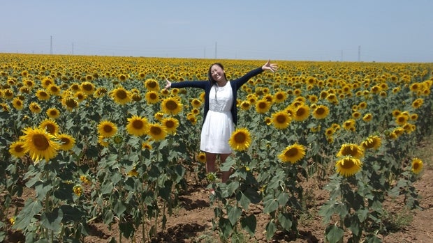 Los amarillos girasoles de Carmona que conquistan el mundo