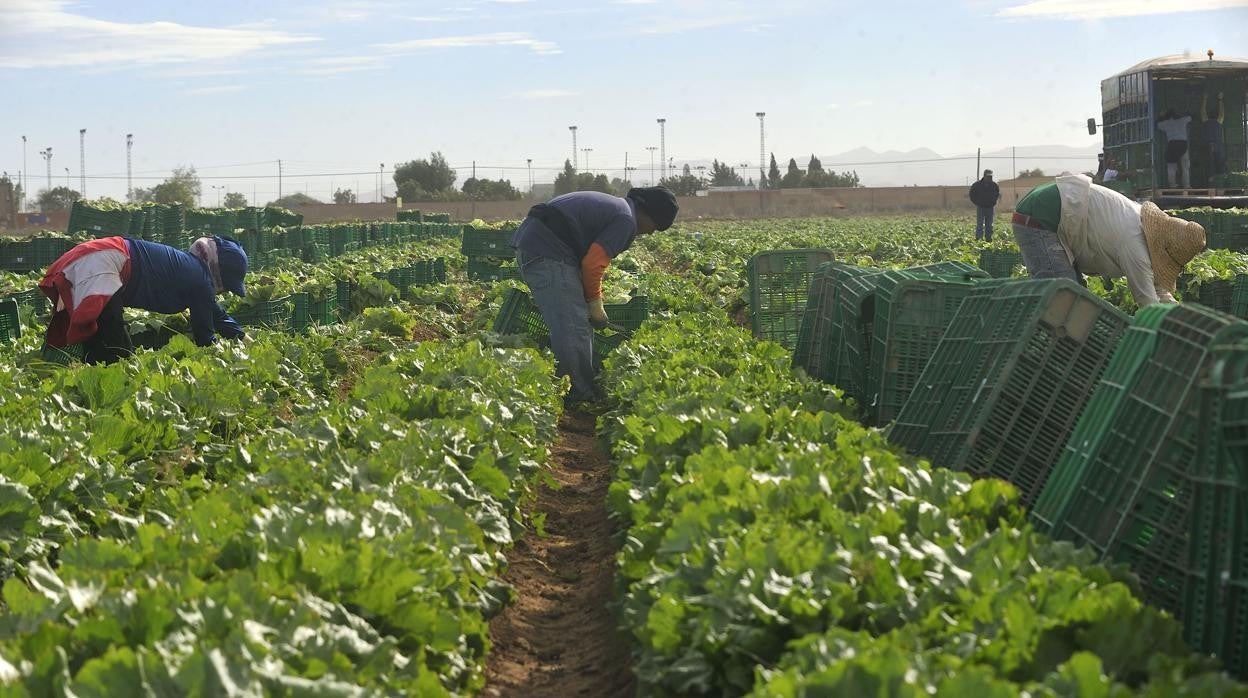 El campo gaditano teme que la inflación acabe por arruinar las cosechas