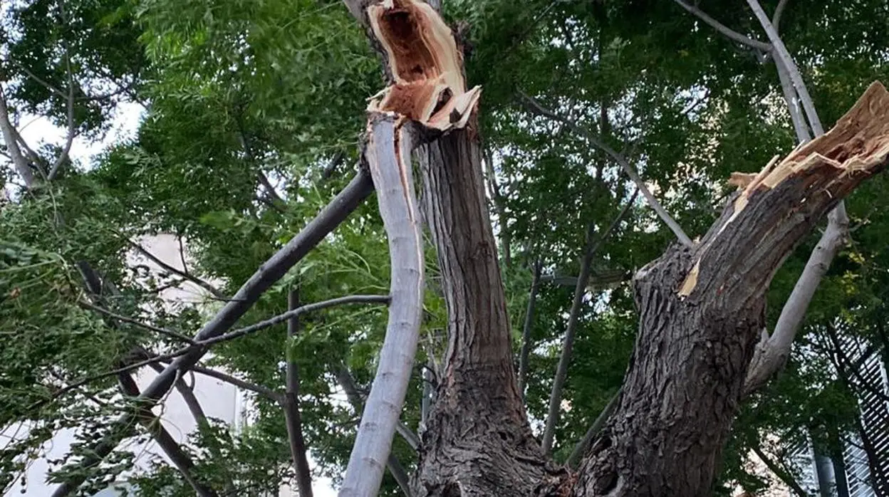 Alertan de la rotura y caída de ramas en Cádiz porque la mayoría de los  árboles están «podridos»