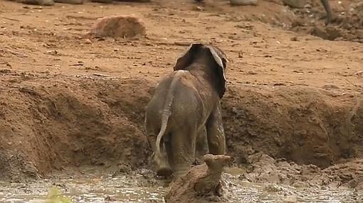 El entrañable vídeo de una cría de elefante rescatada del fango en un safari