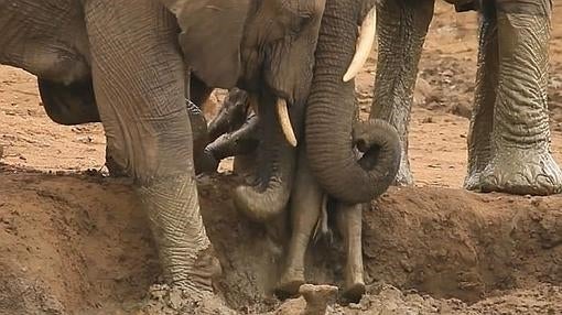 El entrañable vídeo de una cría de elefante rescatada del fango en un safari