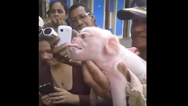 El cerdo es fotografiado en Cuba