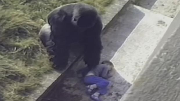 El gorila Jambo protege al pequeño Levan