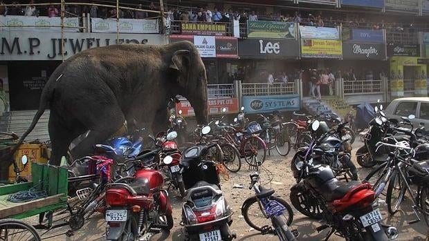 Un elefante pierde el rumbo y arrasa una ciudad de la India