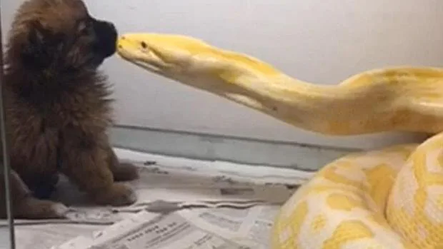 Un hombre enfurece a la Red al alimentar con su perro a su serpiente pitón y grabarlo en vídeo