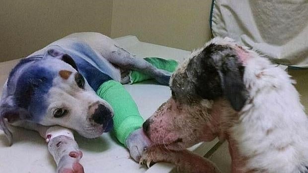 El perro que es incapaz de dejar a su amigo herido en los momentos difíciles