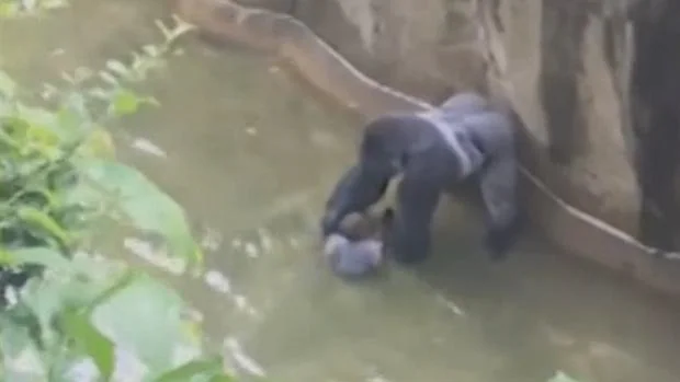 El gorila Harambe, en el momento en el que el niño cayó a la fosa