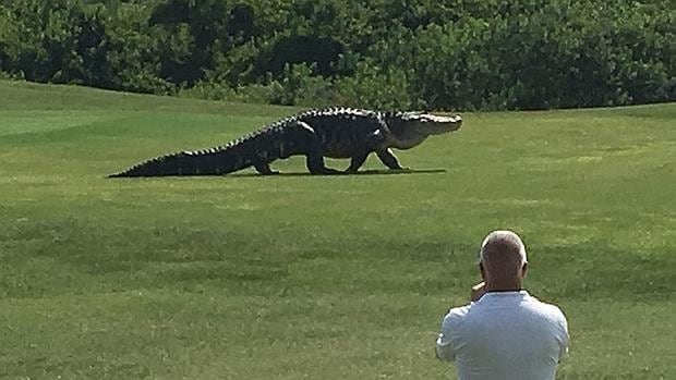 Actualizar 46+ imagen cocodrilo gigante en campo de golf florida