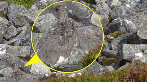 Reto de Facebook: ¿Dónde diantres está el pájaro en esta fotografía?