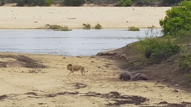 Captura del vídeo de Youtube con el león rodeando a los hipopótamos