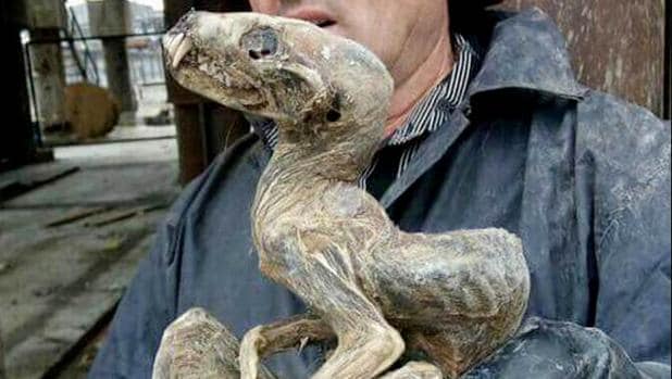 Hallan un extraño monstruo momificado en Siberia