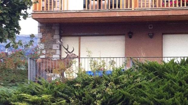 Un ciervo se refugia en un balcón huyendo de los cazadores