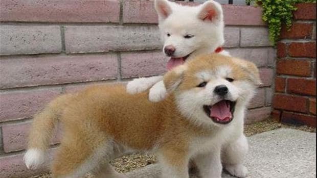 Putin no quiere más mascotas: rechaza el regalo de un cachorro de raza Akita del gobierno japonés