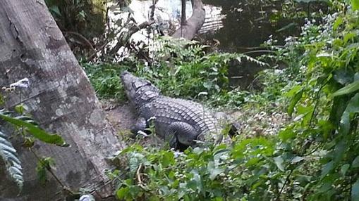 Una turista francesa, mordida por un cocodrilo cuando intentaba hacerse una &#039;selfie&#039; con el animal