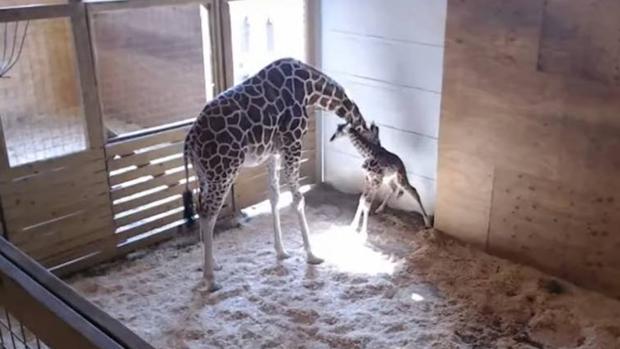 La jirafa April junto a su cría recién nacida