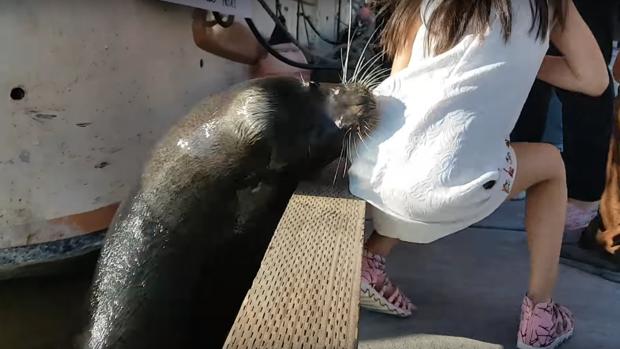 Un león marino ataca a una niña en Canadá
