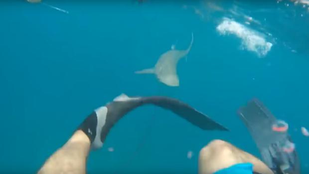 Fotograma del vídeo de YouTube en que se muestra cómo un tiburón ataca a un hombre que practicaba pesca submarina en la costa de Florida