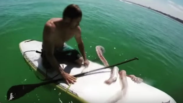 Un calamar gigante intenta «robar» la tabla a un bañista