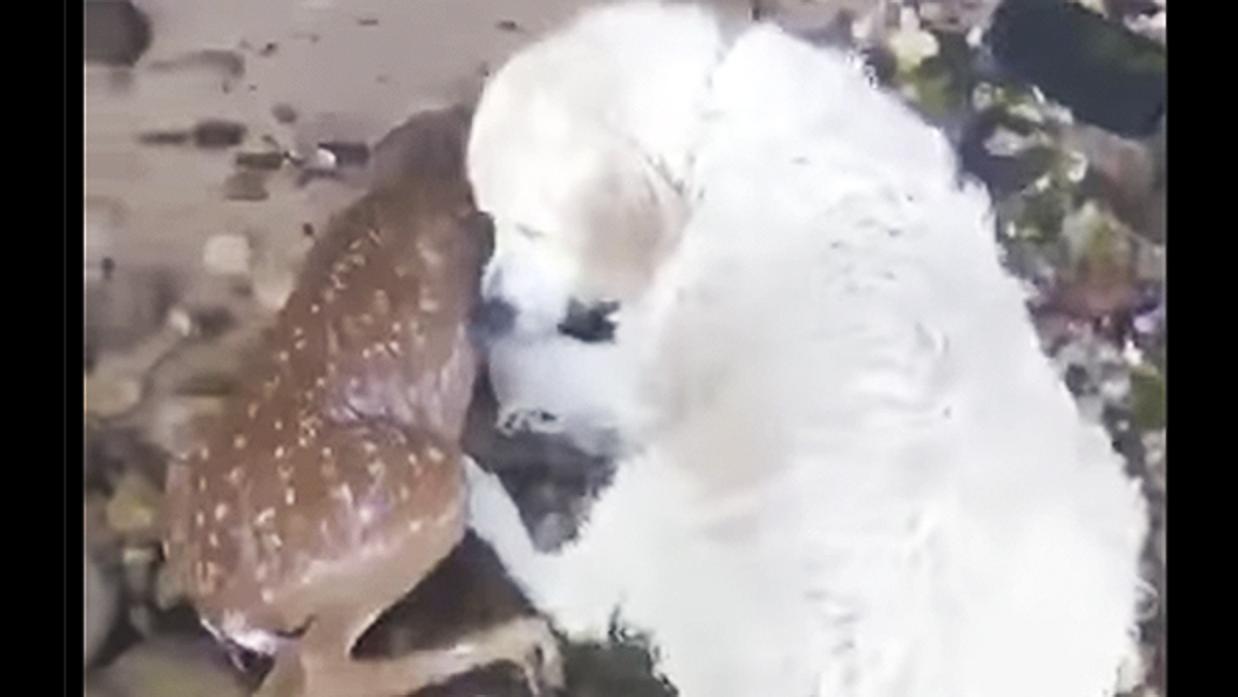 El perro que se lanzó al agua para salvar una cría de ciervo