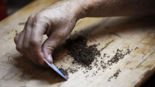 El sorprendente truco para matar 8.000 mosquitos en dos noches