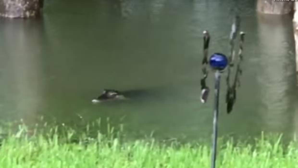 Fotograma del vídeo en que dos cocodrilos arrastrados por el huracán Harvey nadan en el jardín inundado de una casa habitada de Texas
