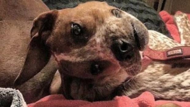 La escalofriante ilusión óptica de un perro