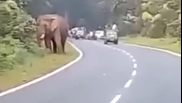 Un elefante acaba con la vida de una persona en India cuando intentaba hacer un selfie