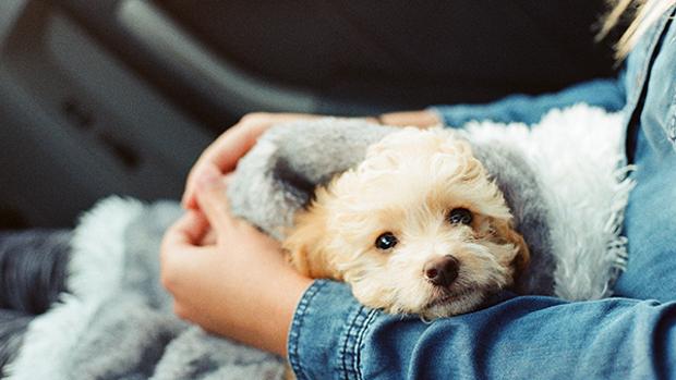 Cuidados necesarios para tu perro en invierno