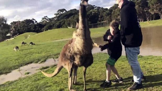 El terrible puñetazo que un canguro propinó a un niño