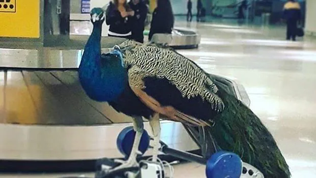 Una mujer intenta subir a un avión con su pavo real «de apoyo emocional»