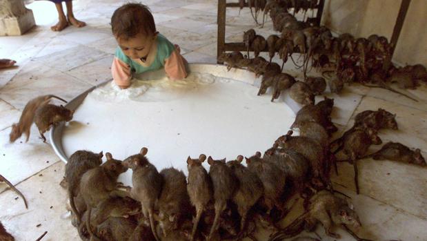 La extraña «eliminación» de unas 300.000 ratas en la sede del gobierno del estado indio de Maharashtra