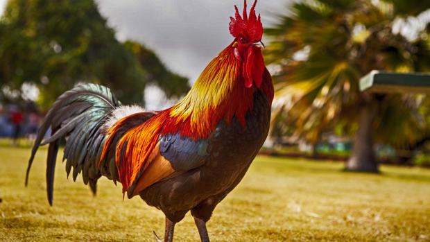 El extraño caso del gallo condenado a muerte en Suiza