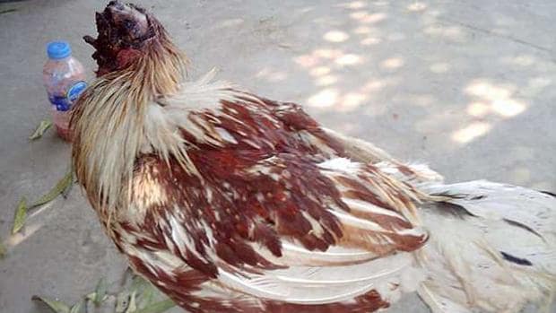 La gallina «guerrera» que sigue viva una semana después de ser decapitada