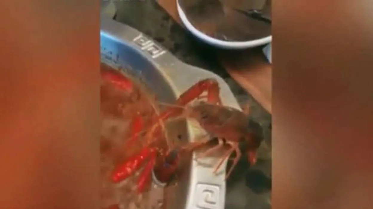 El heroico cangrejo que se arrancó su propia pinza para huir de una olla hirviendo