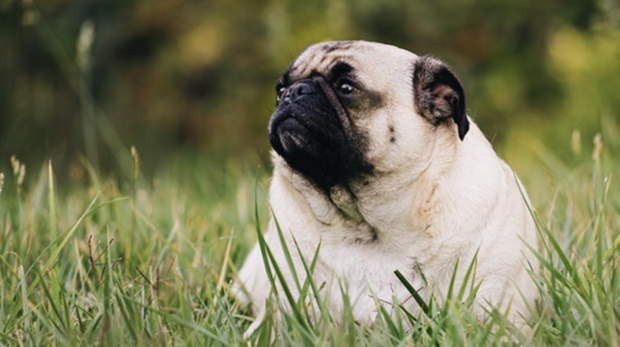 Descubre qué tienen de especial estos tres piensos diseñados para perros con sobrepeso