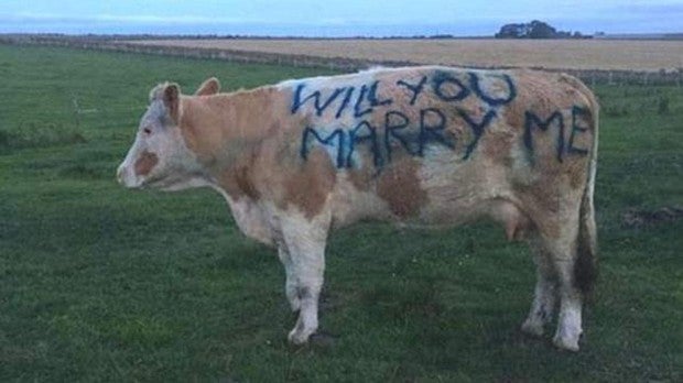 Un hombre propone matrimonio a su novia con una vaca