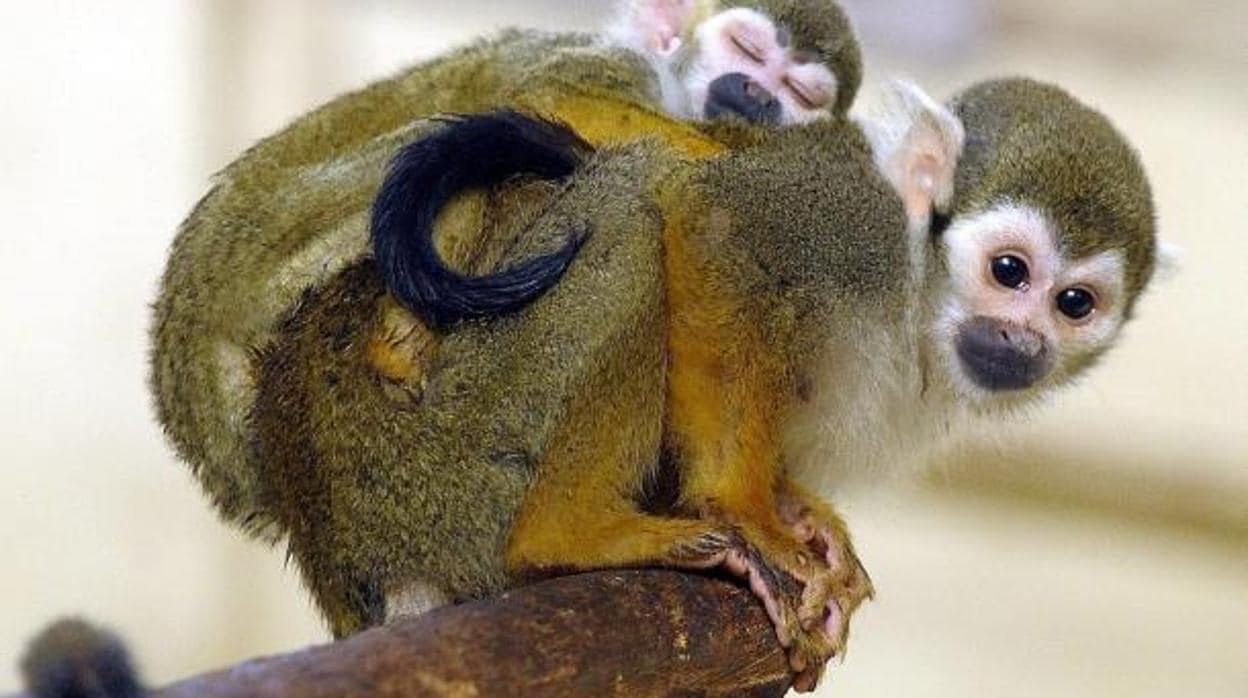 Dos monos ardilla en el Zoo de Budapest
