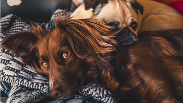 Refuerza los cuidados de tu mascota con la llegada del otoño